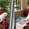 Maltese Puppy’s Adorable Plant Investigation | Super Cute