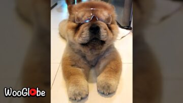 Check-Out-This-Adorable-Chow-Chow-Wearing-Glasses-WooGlobe.jpg