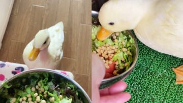 Pet-Duck-Goes-Crazy-for-Favorite-Snack-WooGlobe-Funnies.jpg