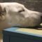 Dog desperately tries to squeeze onto couch | Adorable