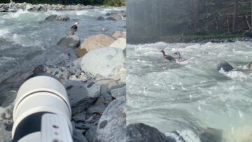 Why-This-Adorable-Duck-Family-is-Struggling-to-Swim-Upstream.jpg