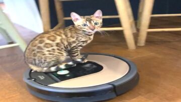Adorable-Bengal-Kitten-Loves-Riding-Roomba-WooGlobe.jpg