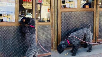 Adorable-Dogs-Sweet-Visit-to-Local-Coffee-Shop-for-Treats.jpg