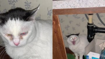 Angry-Cats-Adorable-Reaction-to-Owner-Saying-Hi-WooGlobe.jpg
