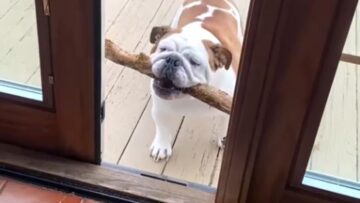 Bulldogs-Hilarious-Attempt-to-Squeeze-Through-Tiny-Door-with-Huge.jpg