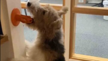 Dog-shocks-owners-by-flying-with-cactus-toy-Cute-Air.jpg