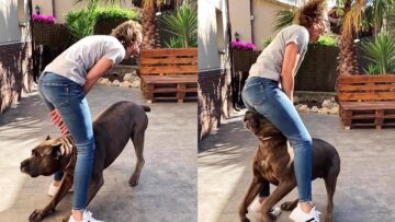 Epic-Dog-Jump-Gone-Wrong-Watch-This-Hilarious-Fail-in.jpg