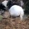 Equestrian Antics: A Confident Rider Takes a Splash! | Try Not to Laugh