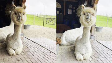 Hilarious-Alpaca-Face-Swells-Up-After-Brawl-Watch-Now.jpg