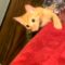 Hilarious Cat Escape Prank | Adorable
