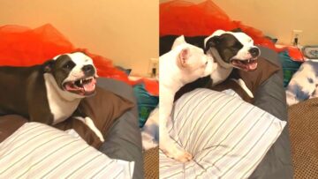 Hilarious-Dog-Sneezing-in-the-Most-Outrageous-Way-WooGlobe.jpg