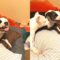 Funny Dog Sneezing in Hilarious Style | Super Cute