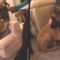 Hilarious Dog’s Epic Struggle to Sit on a Chair – You Won’t Stop Laughing! | Try Not to Laugh