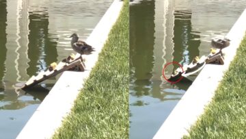 Hilarious-Duckling-Fail-Ultimate-Climb-Adorable-Ending.jpg