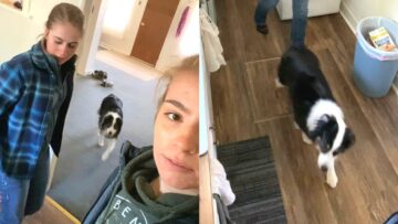 Hilarious-Girls-Pulling-Off-Epic-Dog-Pranks-You-Wont-Believe.jpg