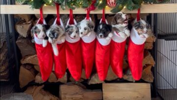 OMG-Puppies-in-adorable-holiday-hats-WooGlobe.jpg