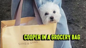 Unbelievable-You-wont-believe-whats-inside-this-grocery-bag-Adorable.jpg