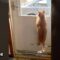 Cat mesmerized by the outside world | Captures the cuteness of a feline super cute gaze