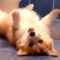 Golden Moment: Corgi Lays on Back in Most Adorable Pose Ever! | Super Cute