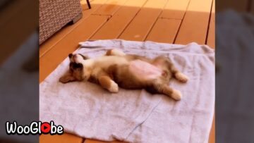 Unbelievably-Cute-Corgi-Puppy-Napping-Upside-Down-WooGlobe.jpg