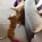 Puppies Performing Incredible Jumps! | Adorable