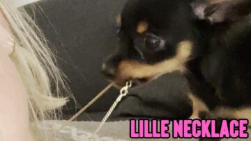 Watch-as-this-adorable-puppy-tries-to-steal-a-necklace.jpg