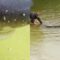 A Remarkable Encounter: Sevengill Sharks Savor a Deer Carcass | Heartwarming
