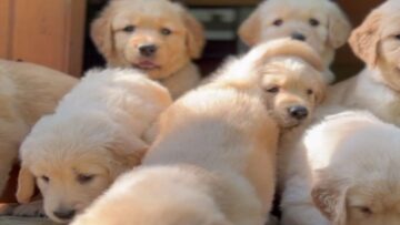 A-Wholesome-Day-with-Adorable-Puppies-Super-Cute.jpg