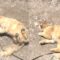 Adorable Cat Enjoys a Joyful Dirt Roll – Pure Feline Bliss! | Heartwarming