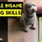 Adorable Dog Astonishes by Playfully Pretending to be Shot | Super Cute