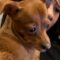 Adorable Dog Can’t Hold Back Tears While Watching Emotional AI Cat Clip | Heartwarming