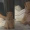 Adorable Dog on Bed: Is it Real or a Stuffed Toy? | Super Cute