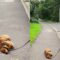 Adorable Dog’s Hilarious Standoff on Walks! | Super Cute