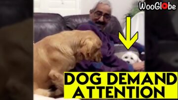 Adorable-Jealous-Golden-Retriever-Seeks-Attention-Super-Cute.jpg
