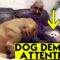 Adorable Jealous Golden Retriever Seeks Attention | Super Cute