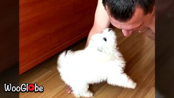 Adorable-Pup-Joins-Workout-Unleashing-Joy-and-Laughter-Heartsome.jpg