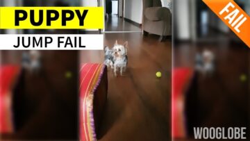 Adorable-Pups-Hilarious-Attempt-to-Leap-into-a-Box-Ends.jpg