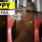 Adorable Pup’s Hilarious Attempt to Leap into a Box Ends in Epic Fail! | Try Not to Laugh