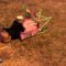 Adorable Toddler Sets Up His Seat and Takes a Tumble | Super Cute