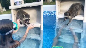 Adorable-raccoon-with-a-huge-heart-helping-his-sister.jpg