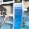Adorable raccoon with a huge heart helping his sister | Super Cute
