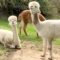 Alpaca Having a Blast Rolling in Dirt | Adorable