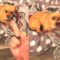 Angry Dog vs Middle Finger Challenge | Cute