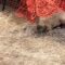 Baby fox saved from a tangled mess by a caring stranger | Adorable Baby Fox rescued from entanglement