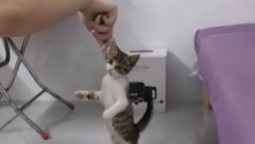 Balancing-cat-ecstatically-enjoys-treats-on-hind-legs-Super.jpg