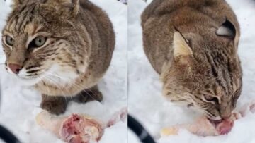 Bobcats-Adorable-Dining-Whispers-A-Heartwarming-Feast-in-Natures-Embrace.jpg