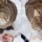Bobcat’s Adorable Dining Whispers: A Heartwarming Feast in Nature’s Embrace | Heartwarming