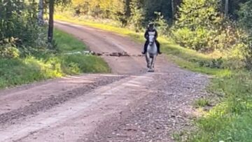 Brave-Pony-Stands-Strong-as-Tree-Falls-Nearby-Unfazed-by.jpg