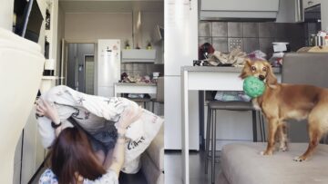 Canines-vs-Hide-Seek-Hilarious-Reactions-to-the-Ultimate.jpg