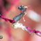 Capturing the Adorable Charm of the World’s Smallest Pygmy Seahorse | Heartwarming